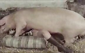 fuck with animal porn, sex with pig