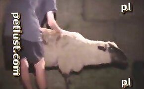 dude fucking sheep, sexy zoophile babes