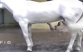 horse porn videos, human fucks with animal