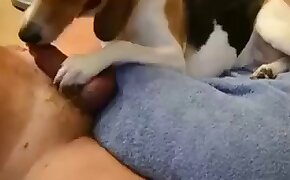 zoophilia with blowjob, sex with dog porn