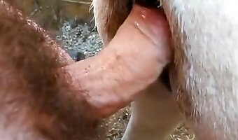 bestiality, gay animal porn