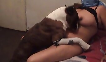 sexo amador com cachorro, bicho de estimação