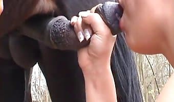 جماع مكثف, حصان