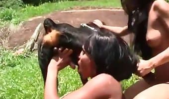 vagína, zoo-sex porno