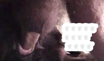 živalski pornografski xxx posnetki, prasica