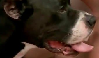 porno-bête, sexe amateur avec un chien
