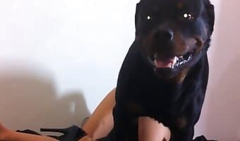 video porno canino gratuito, succhiare il cazzo del cavallo