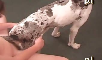 Animal cum