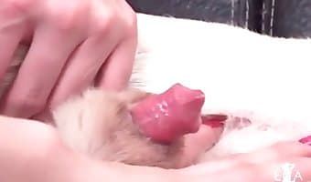 bestienporno, amateur-hundesex