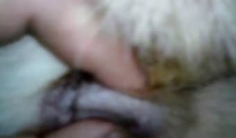 dierentuinsex, amateur hondenseks