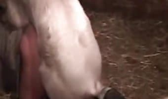 Beastiality hentai porn with a real-life pig