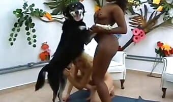 pornografia de feras, vídeo pornô canino