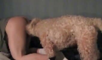 zoosex, amateur dog sex