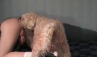 dierentuinsex, amateur hondenseks