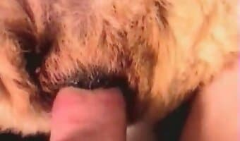 زووسكس, ممارسة الجنس مع الكلاب للهواة
