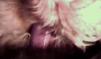 beestporno, dierentuinsex