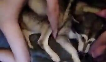 amateur dog sex, fuck