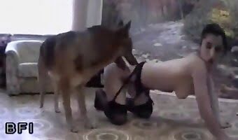 porno bestiale, video porno canino gratuito