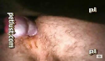 amateur dog sex, animal porn xxx clips