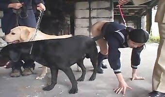 zoophilia videos in high definition, banging