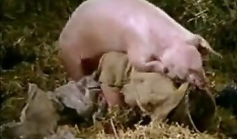zoophile, bestial scenes