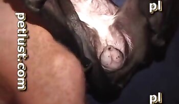 动物园色情影片,动物恋性爱视频