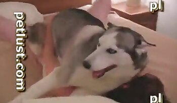 狗狗性交,兽交色情片