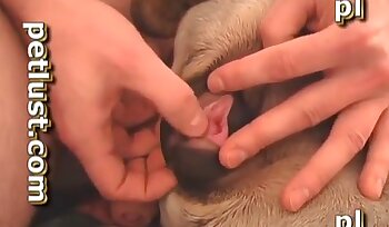sexo con animales,sexo canino y humano