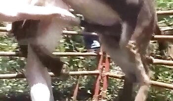 sexo con animales,sexo perrito