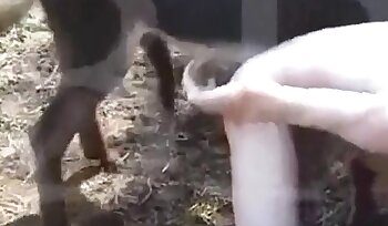 sexe avec un animal,sexe en levrette