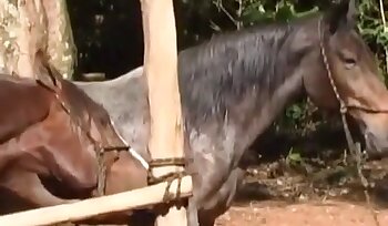 Sex mit Tieren,Frauen- und Tierpornos