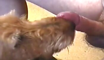 sex se zvířetem,porno se sodomií