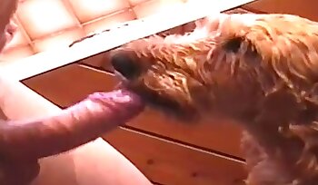 sexo com animal,pornografia sexual bestial