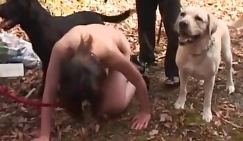 dieren seksvideo