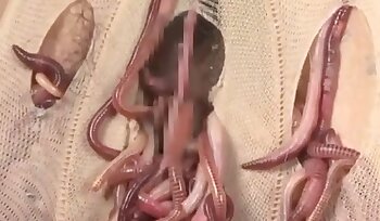 seks met dieren,zoöfilie seksvideo's