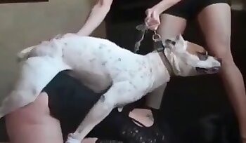 与动物发生性关系,动物园色情影片