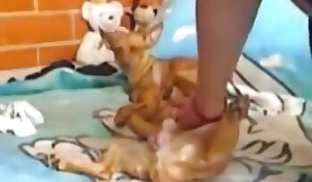 seks ze zwierzęciem,porno z seksem bestialskim