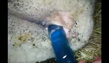 állatkerti pornó videók,állatokkal való szexuális pornó