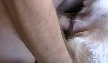 sex med dyr,porno med hund