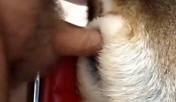 与动物发生性关系,与狗一起做爱