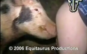 hard zoo sex, beastiality porn videos