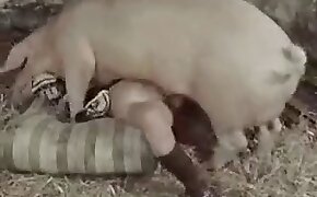 fucking with pig, free bestiality porn