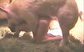 beastiality porn videos, asian bestiality