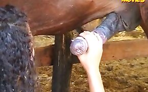 animal cock, horse bestiality