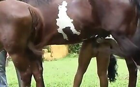 porno zoofilia, horse bestiality