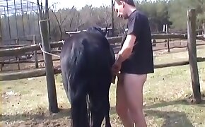 sex with animals horse bestiality