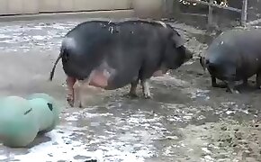 fucking with pig