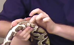 beastiality porn videos, snake