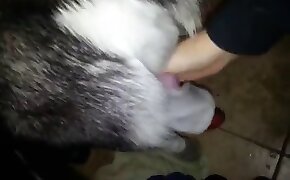 dog porn, beastiality fuck video
