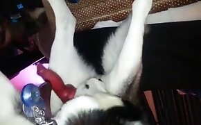 dog porn, beastiality fuck video